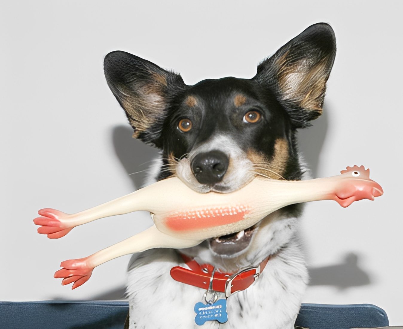 Dog holding rubber chicken toy