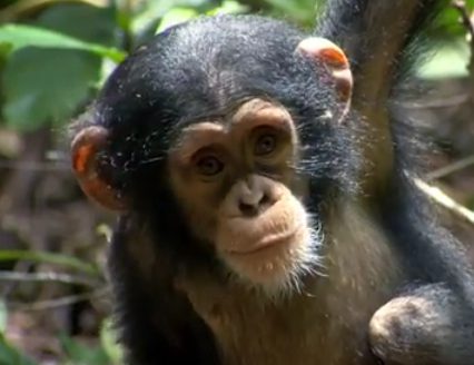 Baby chimpanzee with alert expression