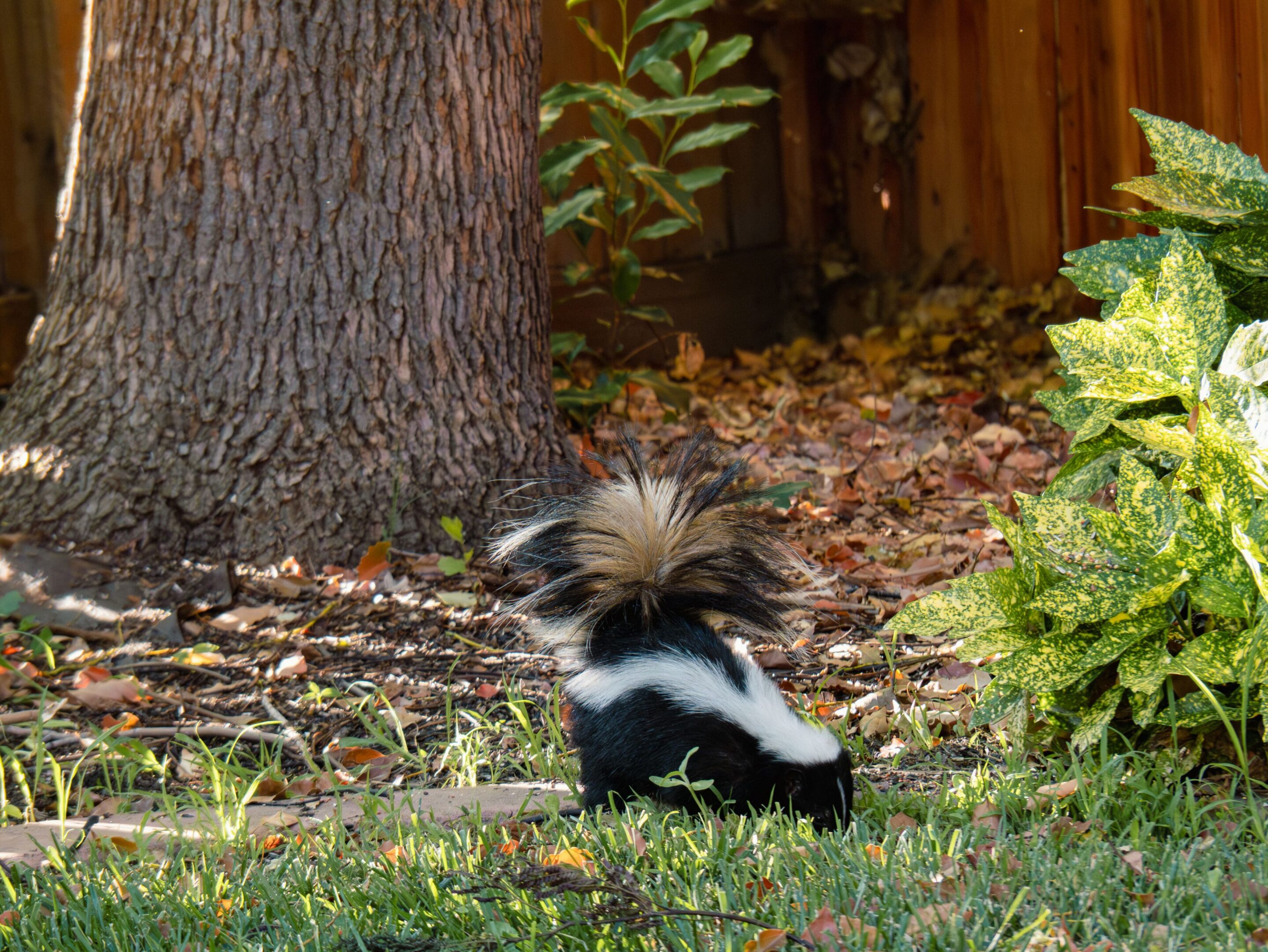 Skunk in a garden near a tree.