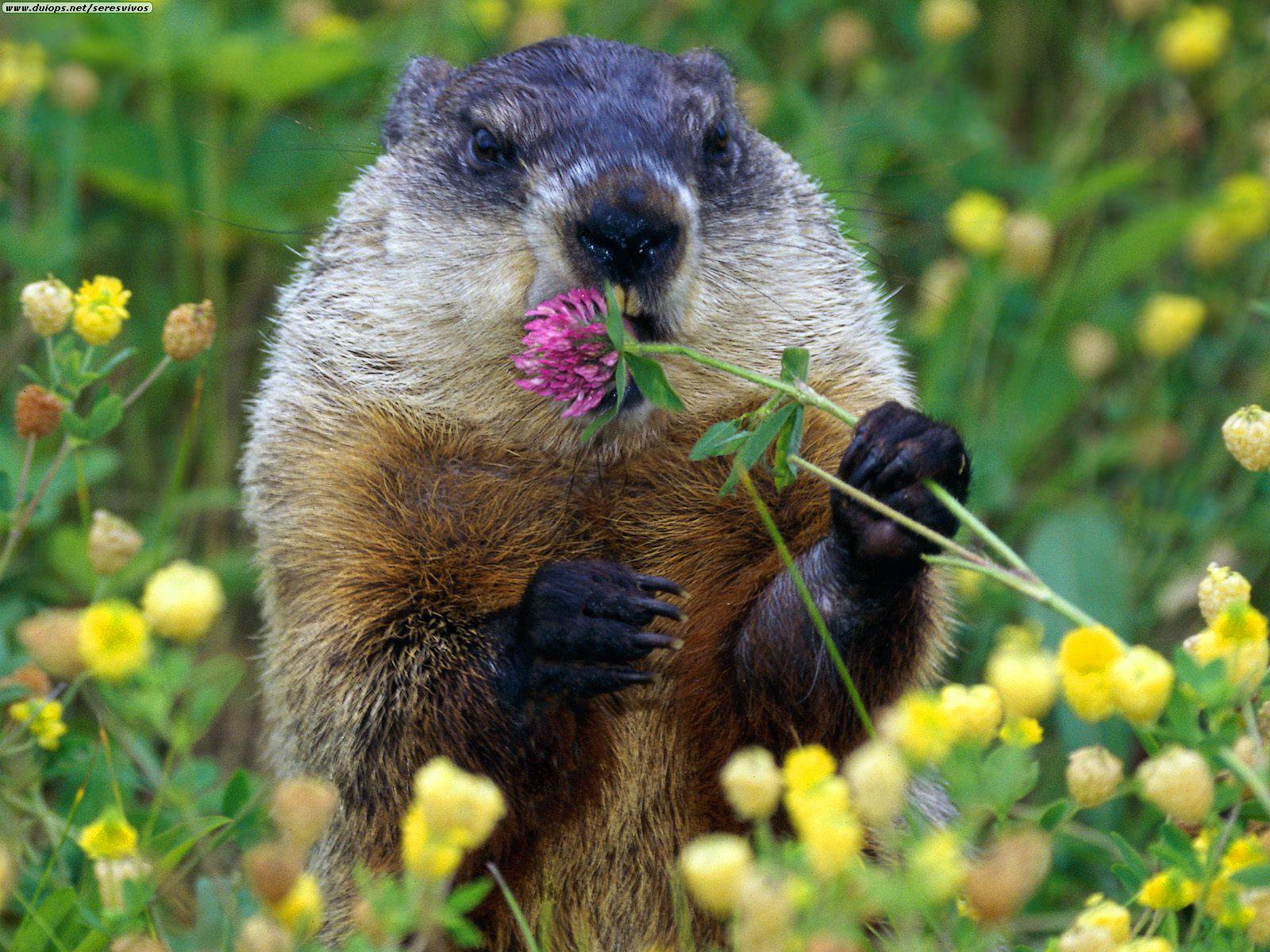 Marmot with wildflower in meadow