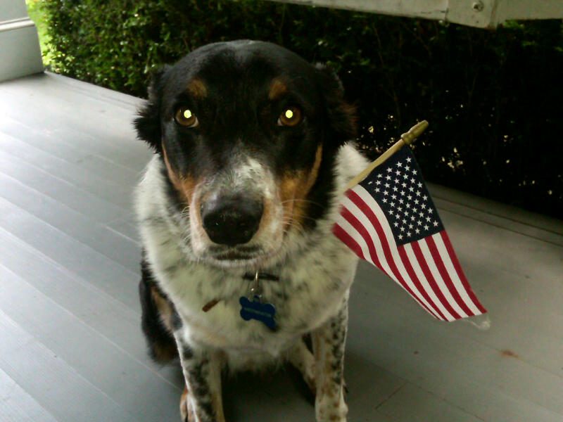 Dog with American flag on porch