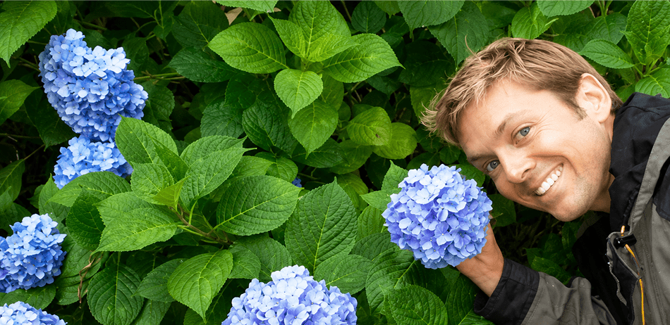 Man enjoying vibrant hydrangea flowers