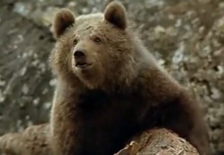 Bear climbing on a rocky surface