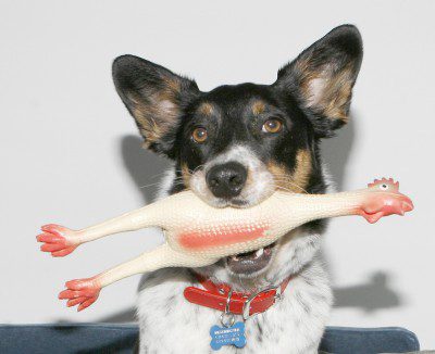 Playful dog with toy chicken