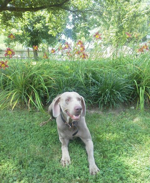 Weimaraner resting by flowers