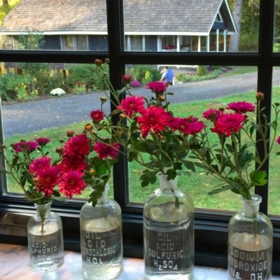 Colorful blossoms in laboratory glassware
