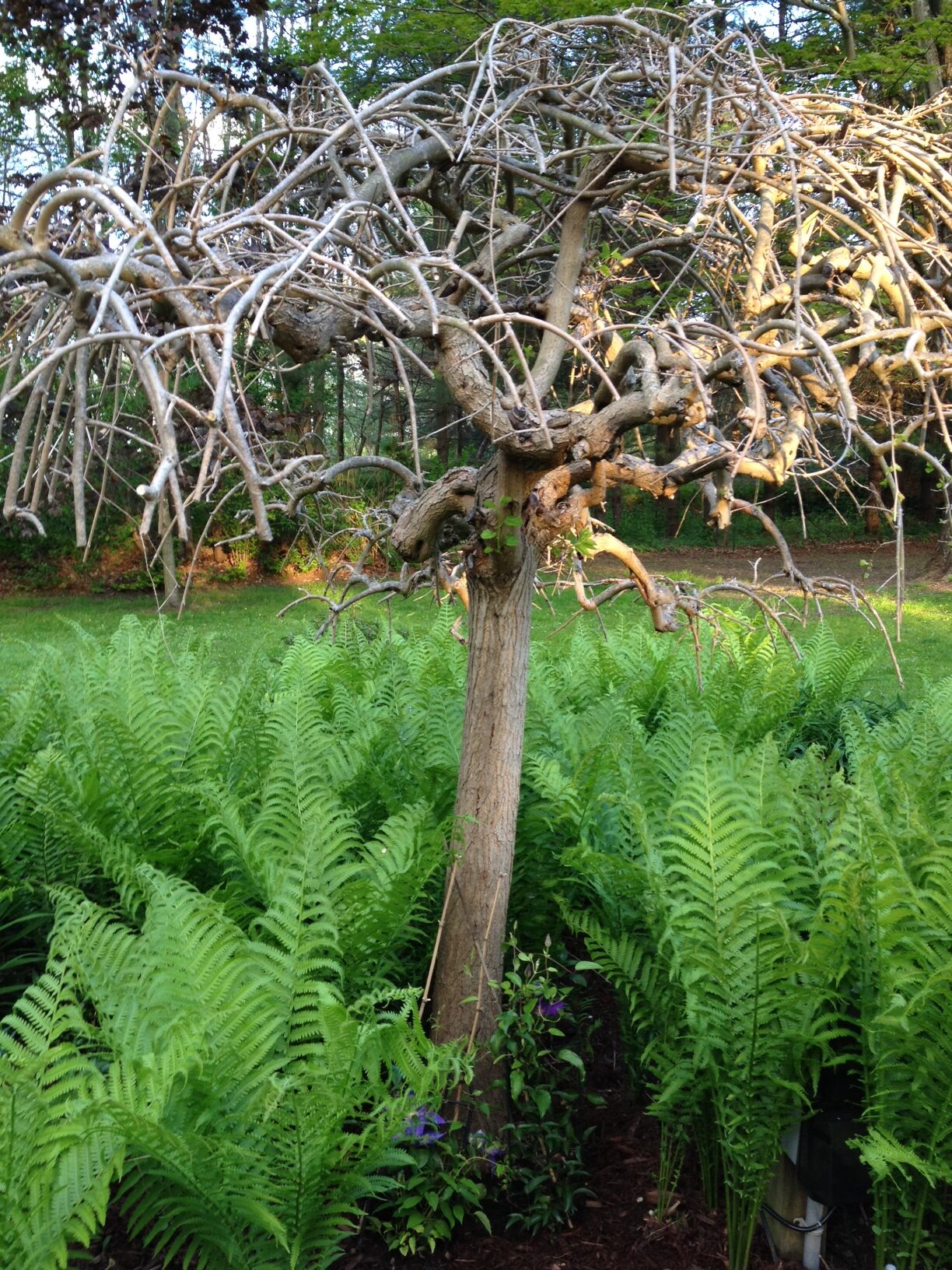 Bare tree surrounded by lush ferns