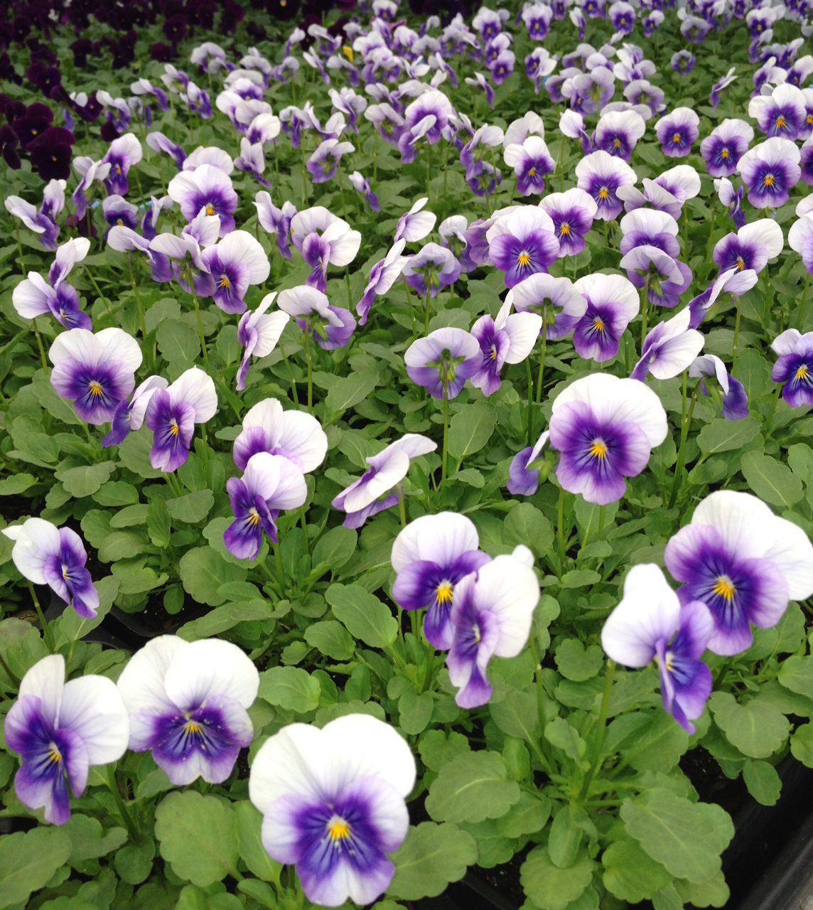Purple and white flowers in bloom