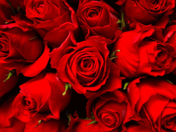 Close-up of vibrant red roses