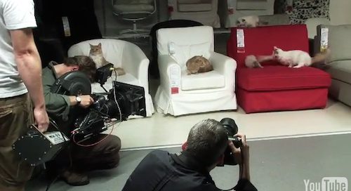 Photoshoot with cats on furniture