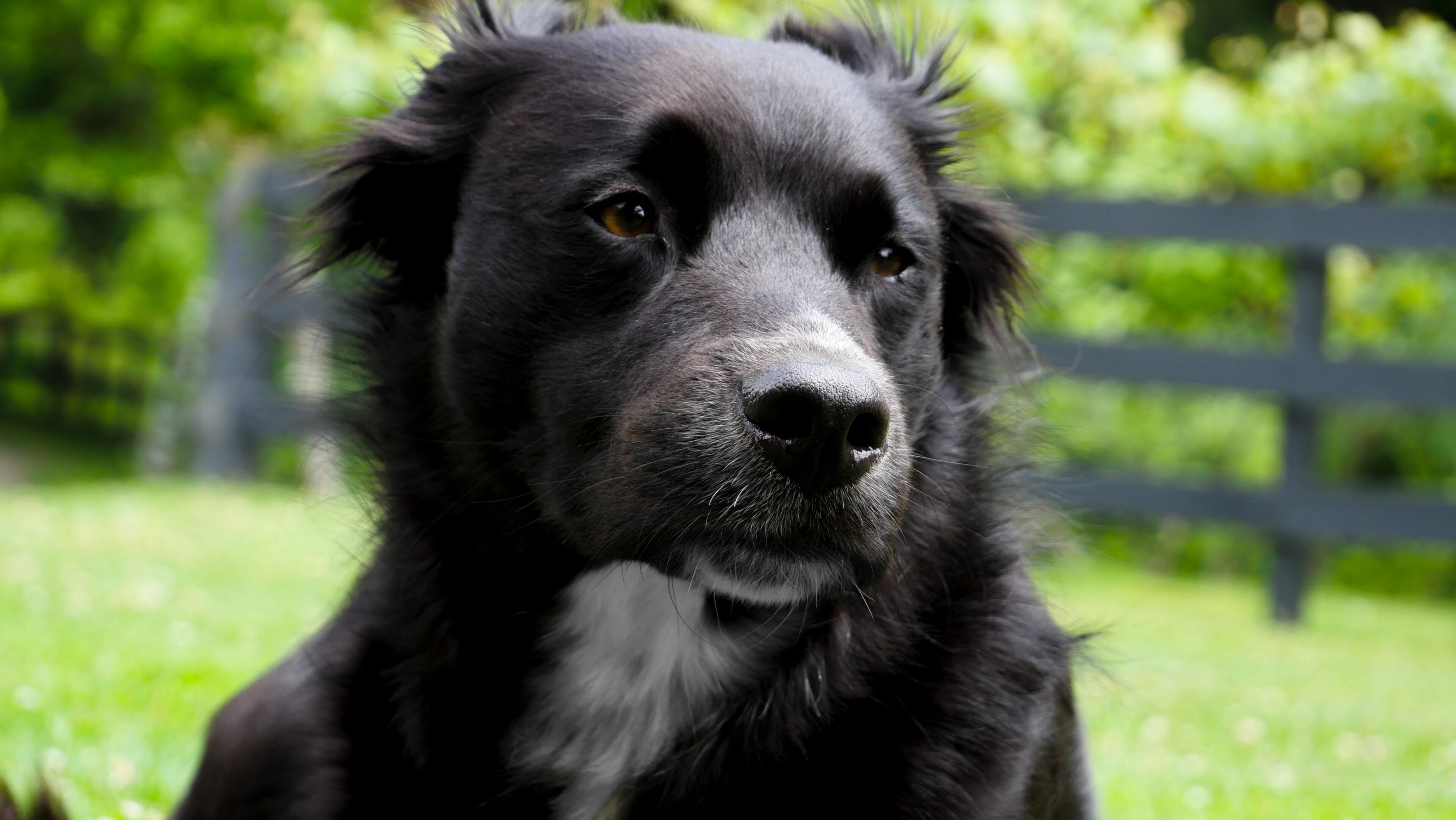 Black dog sitting in grassy yard.