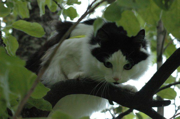 Black and white cat perched in tree
