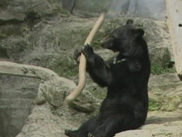 Bear holding stick in its paws outdoors