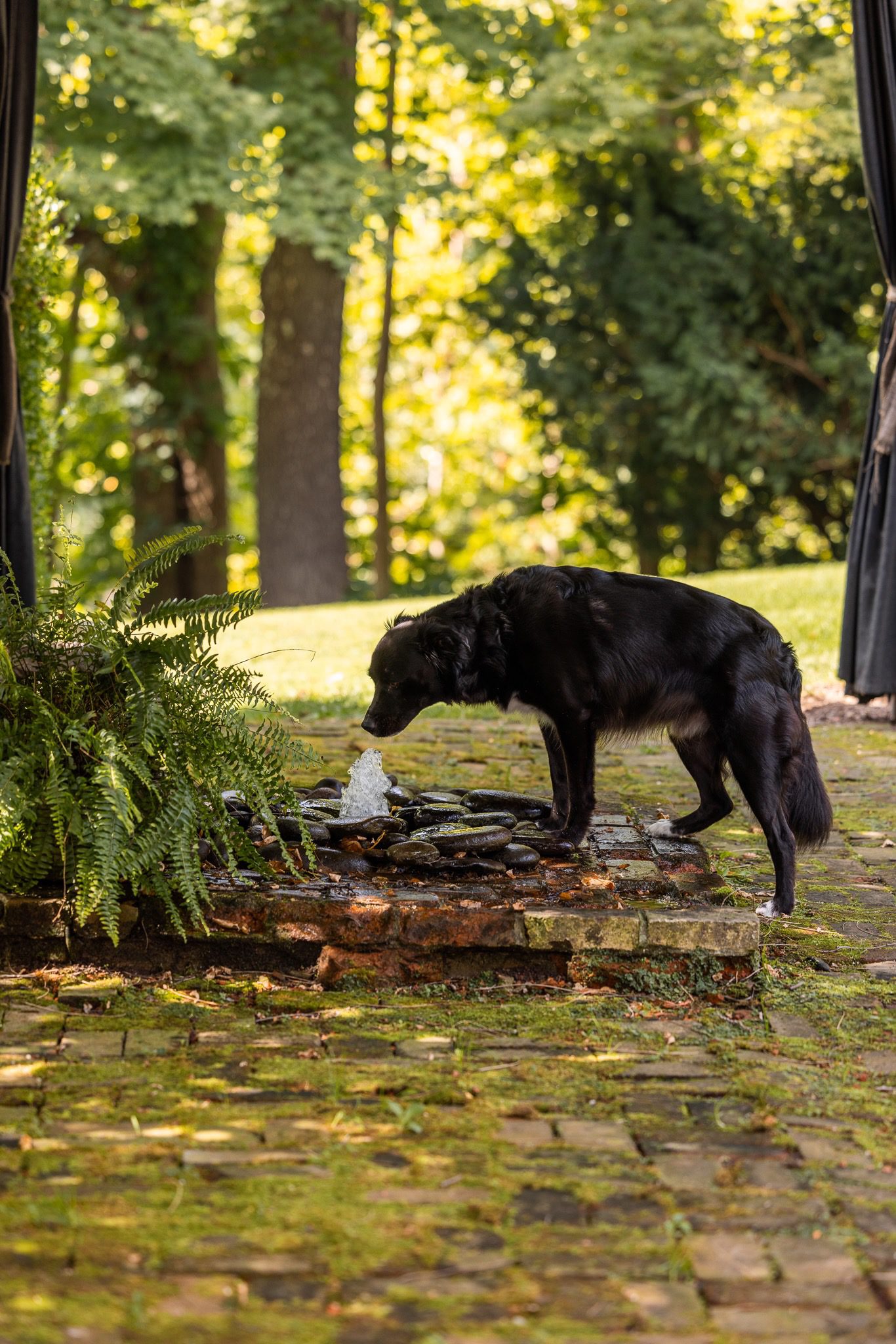 Dog drinking from a small garden fountain.