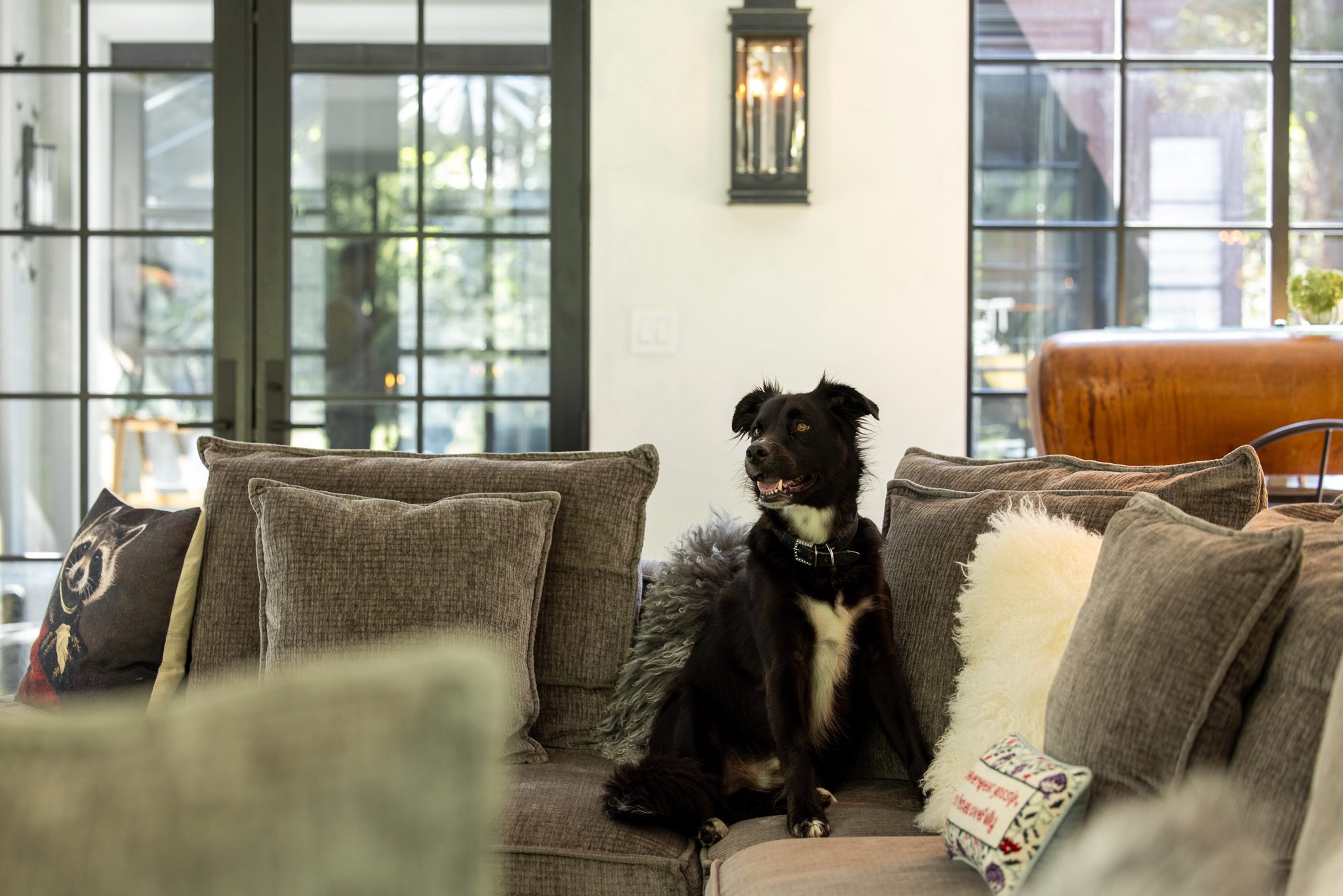 Dog sitting on a cozy living room sofa.