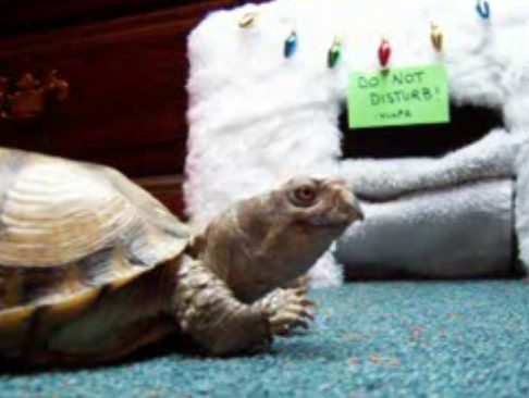 Tortoise beside a cozy decorated house