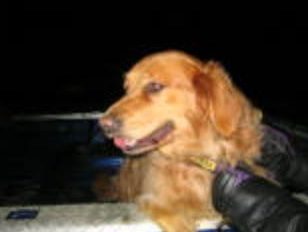 Golden retriever on a boat at night