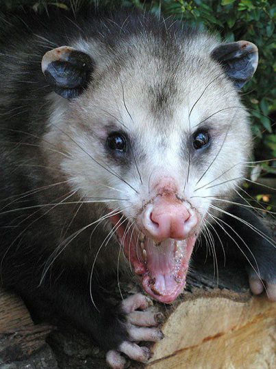 Possum showing teeth with open mouth