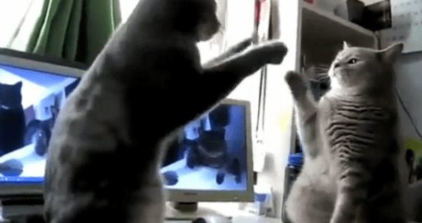 Two cats playing on a desk