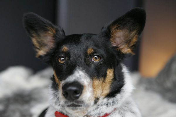 Cute dog wearing a red collar