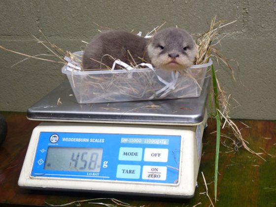 Cute otter in a plastic container
