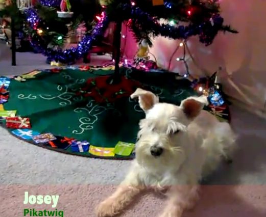 Dog resting under holiday decorations