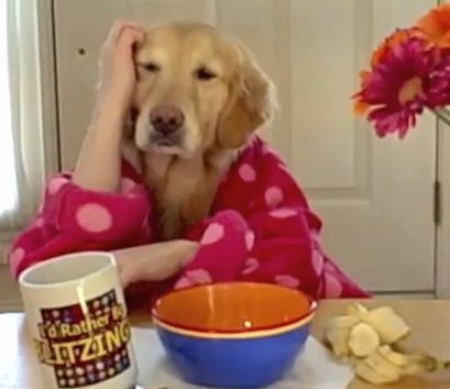 Dog wearing pink robe looking sleepy