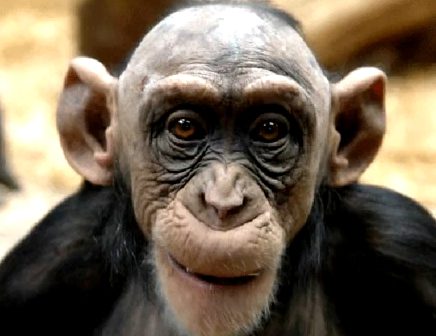 Chimpanzee with expressive eyes and ears