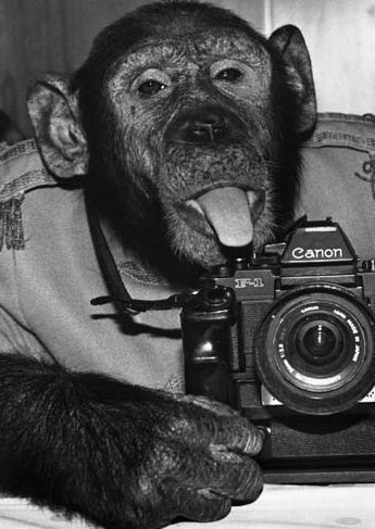 Chimp sticking tongue out with camera
