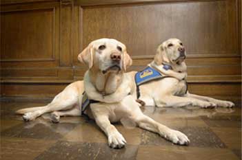 Assistance dogs lying down indoors
