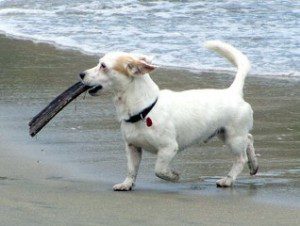 Energetic dog carrying stick on shore