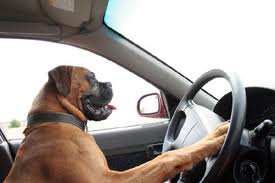 Boxer dog pretending to drive