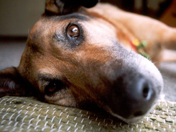 Resting dog with a gentle gaze