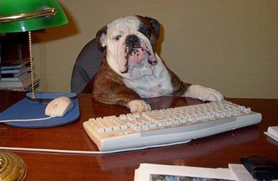 Bulldog sitting at a computer desk