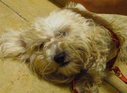 Fluffy dog lying on the floor