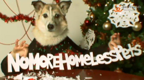 Festive dog holding a message banner