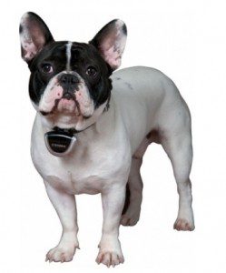 French Bulldog standing with a collar