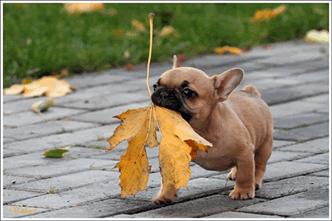Puppy carrying a large autumn leaf