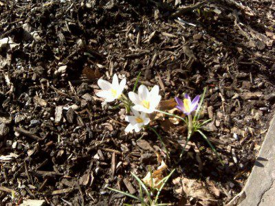Small flowers blooming in garden