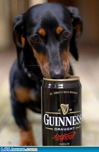 Dog investigates a can of Guinness