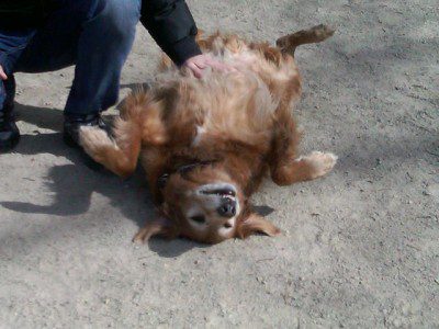 Happy dog enjoying belly rub outdoors