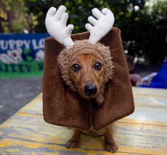 Cute dog wearing antler outfit