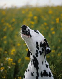 Dalmatian looking skyward among flowers.