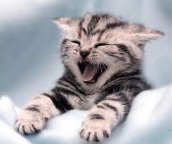 Adorable kitten with mouth wide open.