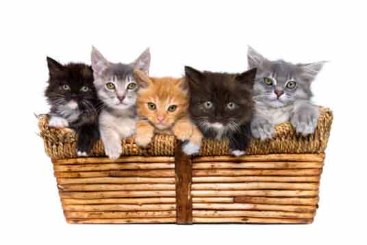 Kittens sitting in a wicker basket