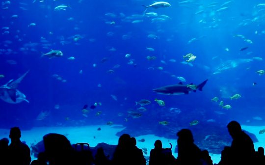Silhouettes observing fish in large aquarium.