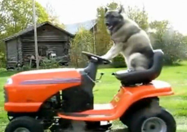 Funny dog on orange lawnmower
