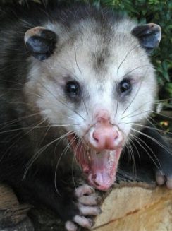 Opossum showing teeth and claws