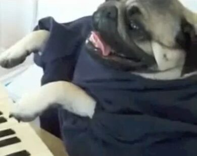 Cute pug dressed in blue outfit