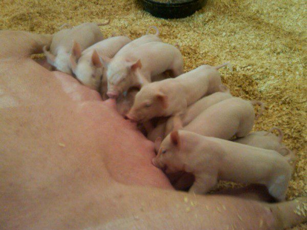 Newborn piglets suckling in barn